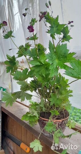 Герань садовая Спрингтайм