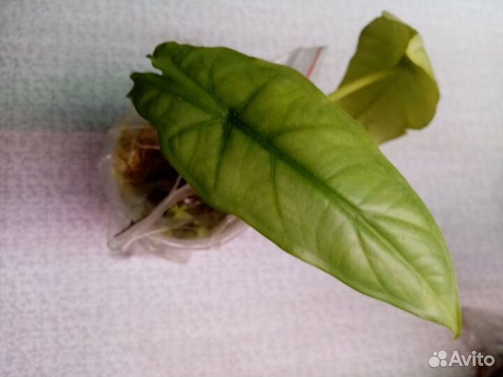 Шизматоглотис