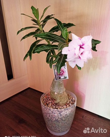 Привитые адениумы