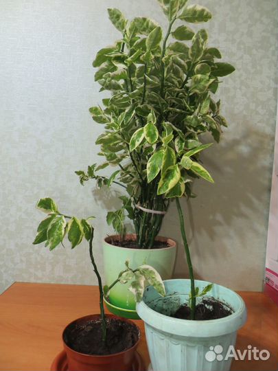 Cпатифиллум,дeкaбрист,денеж.дерево,педилантус