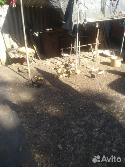 Утята индоутки