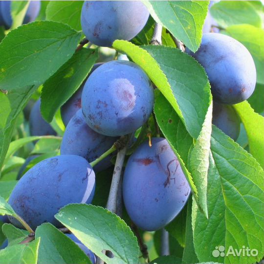 Саженцы слива:ранняя, уральская, чернослив