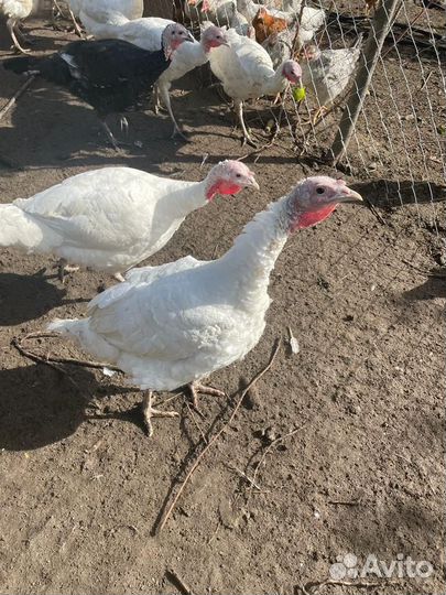 Индюки на мясо