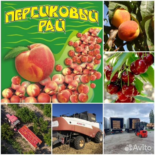 Механизатор комбайнер