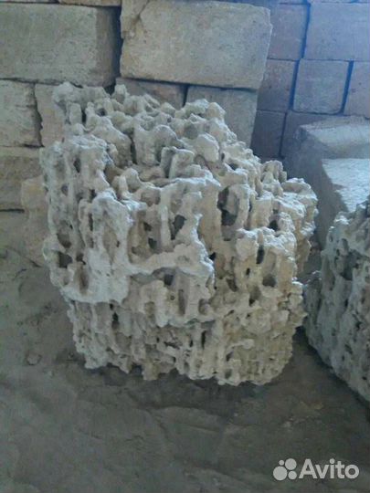 Меотис крымский ракушечник