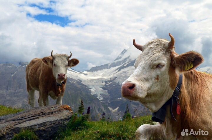 Альпийская свежесть здоровых коров