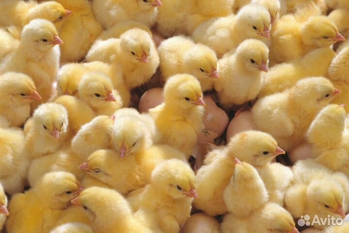 Цыплята бройлеры подрощенные
