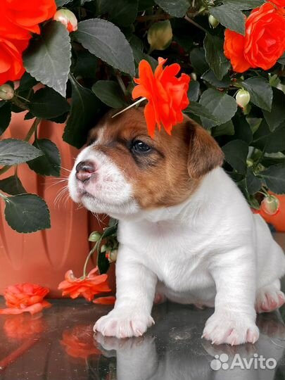 Щенки джек рассел терьер