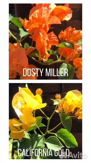 Бугенвиллия много сортов