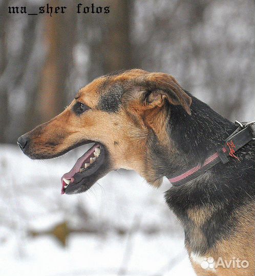 Собака Пуля