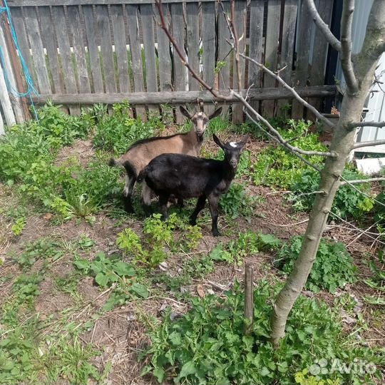 Телка айширская, джерси,козел, порсята