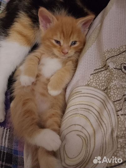 Котенок