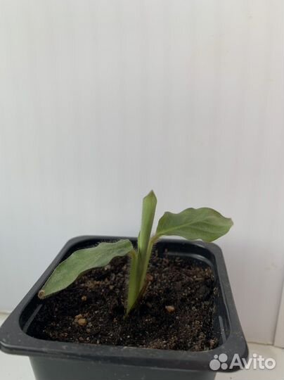 Калатея руфибарба