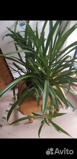 Хлорофитум и другие цветы