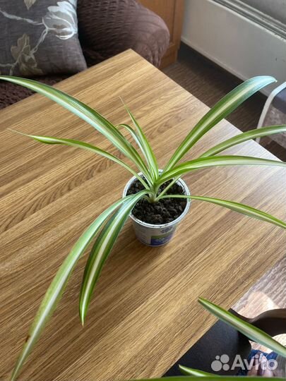 Хлорофитум хохлатый Vittatum