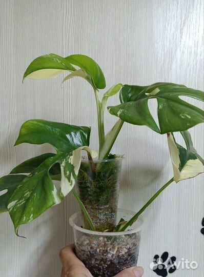 Рафидофора тетрасперма вариегатная