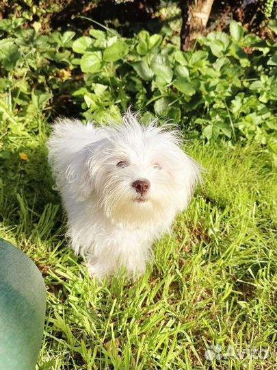 Мальтийская болонка мини