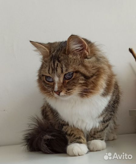 Кошка в дар