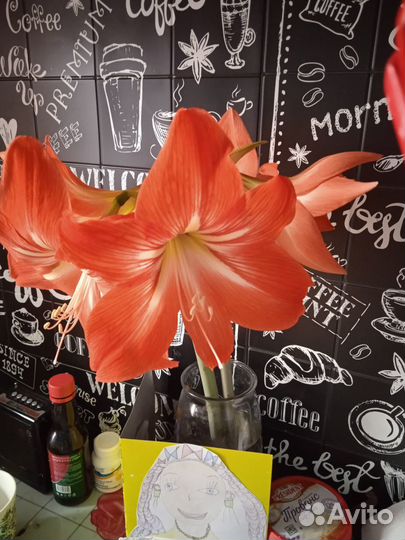 Гиппеаструм