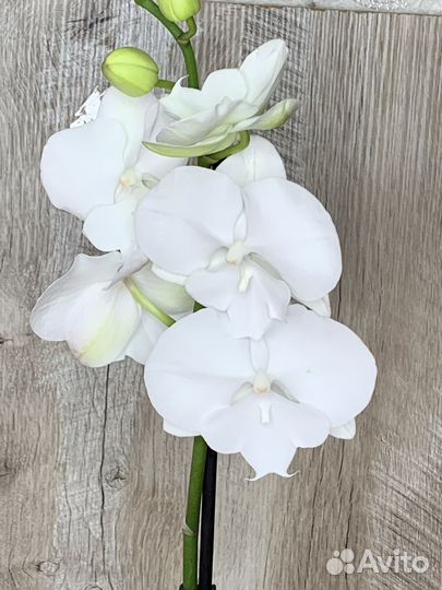 Орхидея Биг Лип