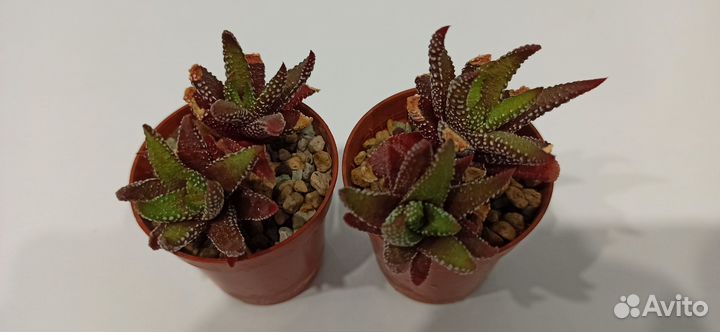 Сингониум, хавортия