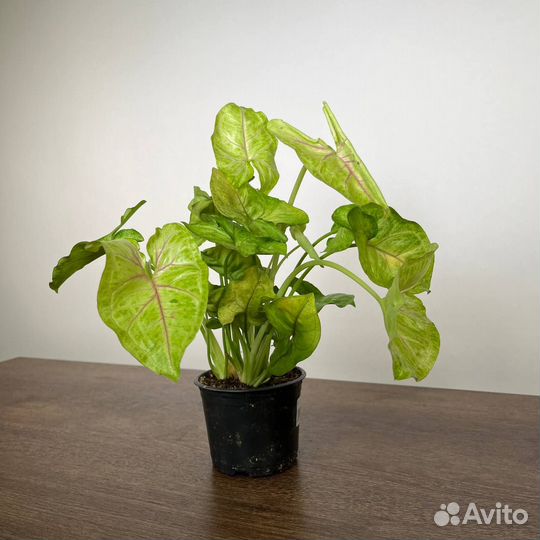 Сингониум микс (d10)