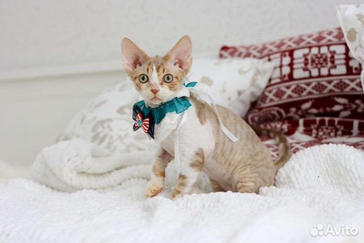 Котёнок породы Девон Рекс