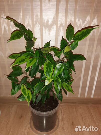 Фикус Регидан