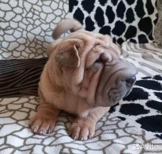 Очаровательная девочка шарпей