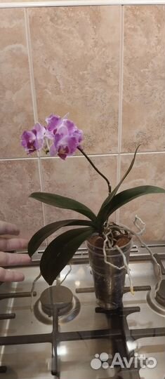 Орхидея фаленопсис бабочка sakura piloric