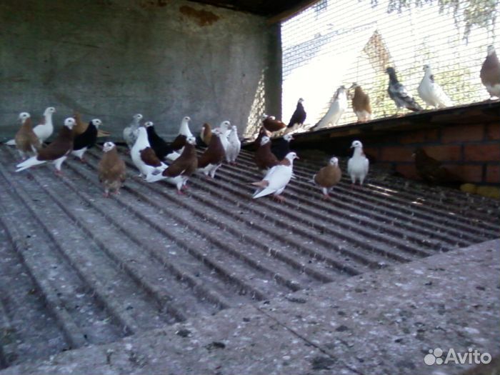 Продажа пермских голубей