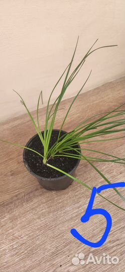 Выскочка. зефирантес (Zephyranthes). Белый цвет