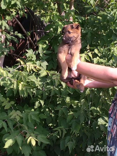 Собака в добрые руки щенок