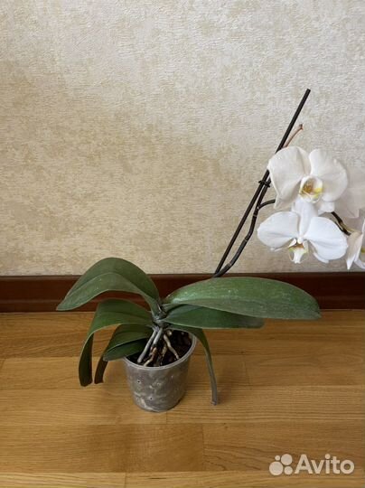 Орхидея