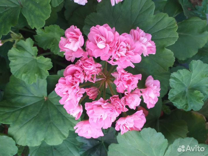 Герань пеларгония розебудная