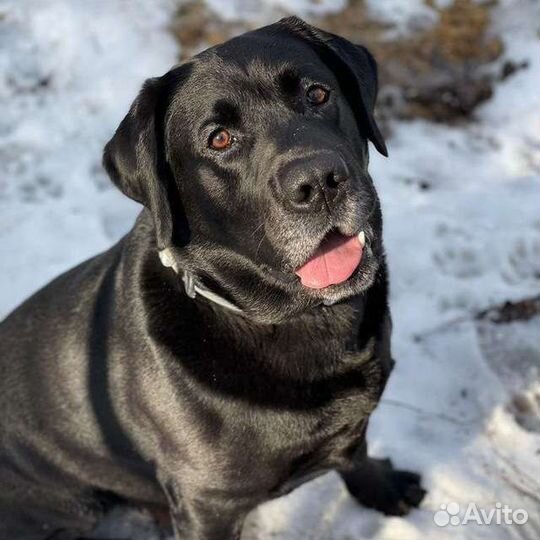 Кобель лабрадора вязка