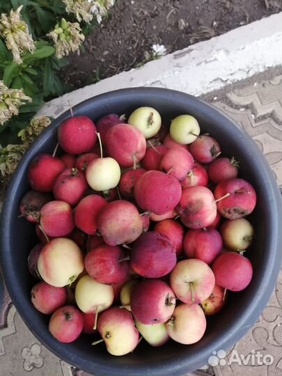 Яблоки домашние
