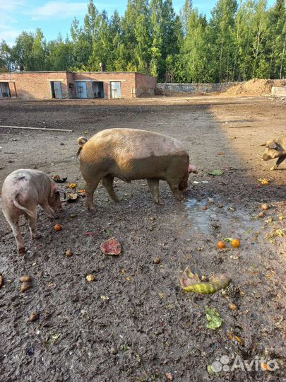 Продам хряка