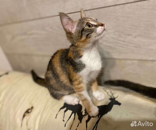 Котята в добрые руки девочки Трехцветка бесплатно