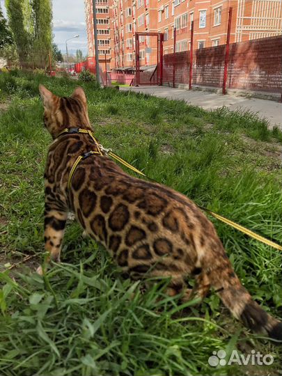 Бенгальский кот вязка