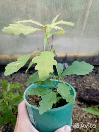 Продаю саженцы дуба