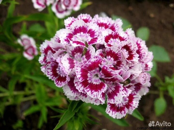 Садовые многолетники цветущие