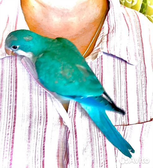 Калита монах птенцы выкормыши