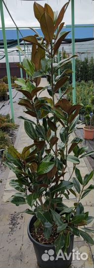 Магнолия грандифлора little GEM С 10л