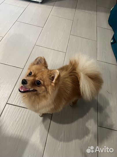 Померанский шпиц