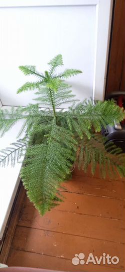 Араукария малазийская