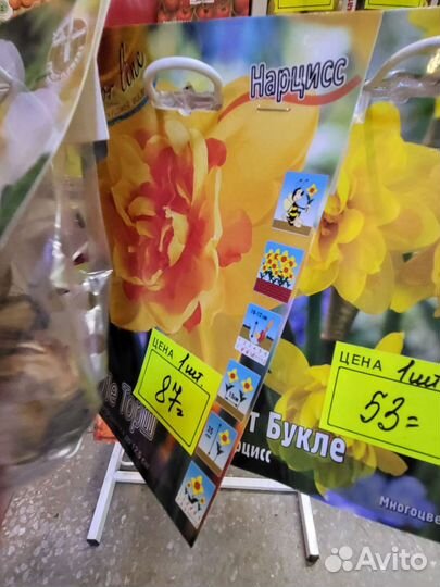 Луковицы нарциссов