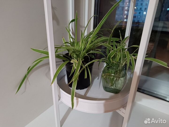 Хлорофитум