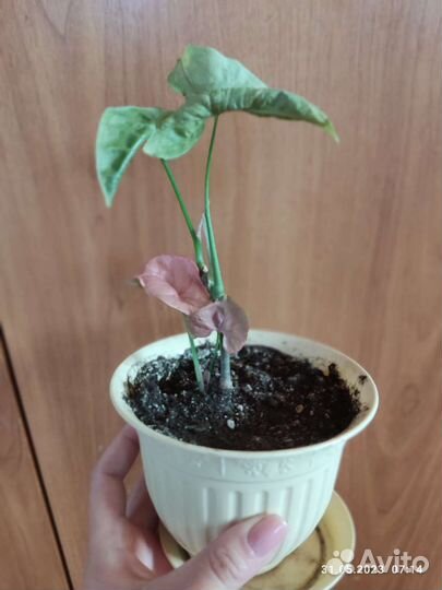 Домашние растения