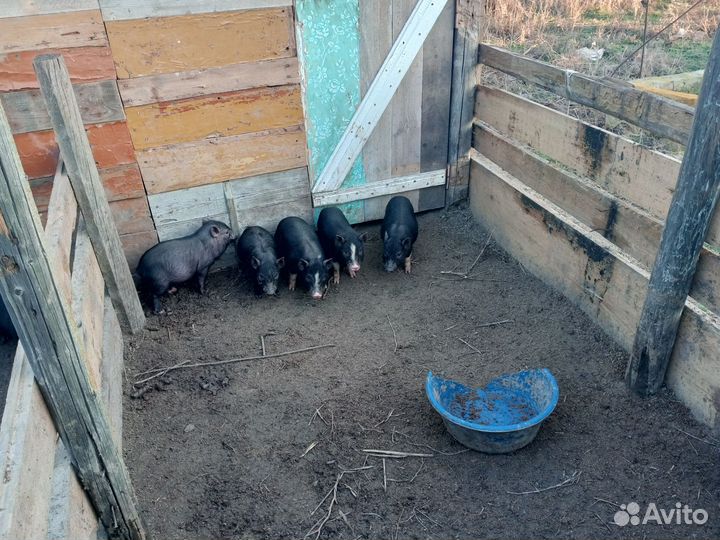 Вьетнамск вислобрюхий поросенок